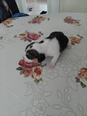 Cățeluș beagle  - imagine 4