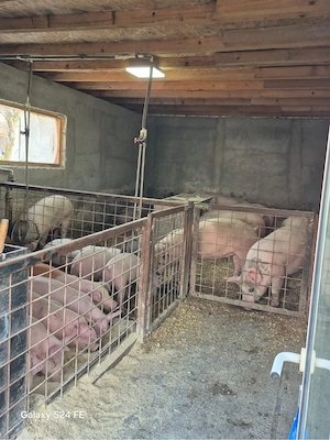 Porci rasa de carne 35-45 kg - imagine 2