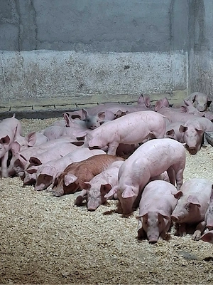 Porci rasa de carne 35-45 kg - imagine 3