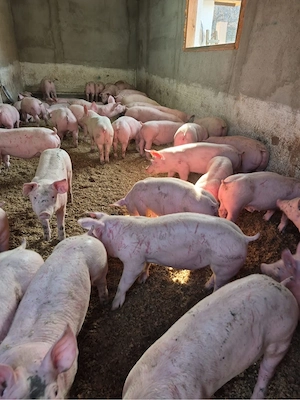 Porci rasa de carne 35-45 kg