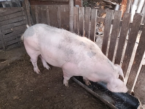 Porci de vânzare!  - imagine 2