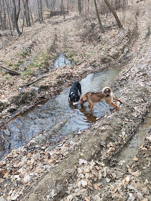 Copoi mix laika siberian  - imagine 4