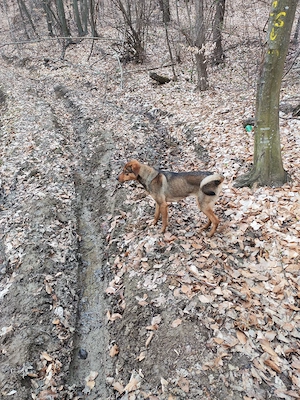 Copoi mix laika siberian  - imagine 2