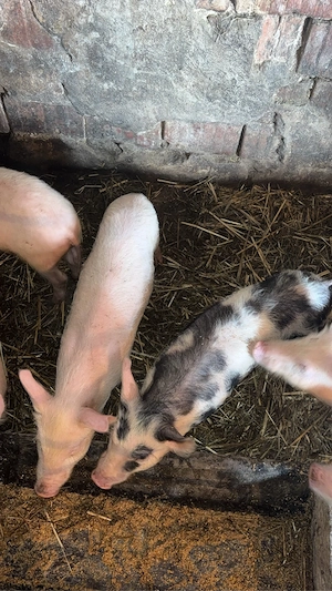 Purceii de vanzare  - imagine 2