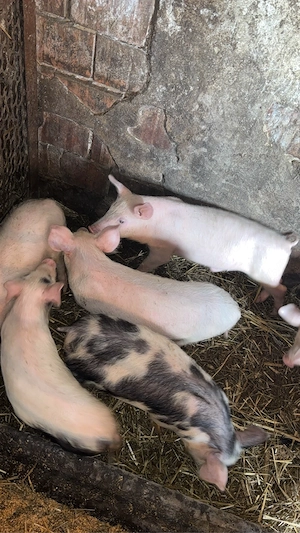 Purceii de vanzare  - imagine 3