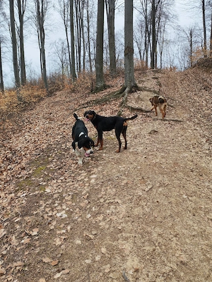 Copoi ardelenesc femelă 