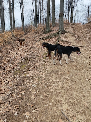 Copoi ardelenesc femelă  - imagine 2