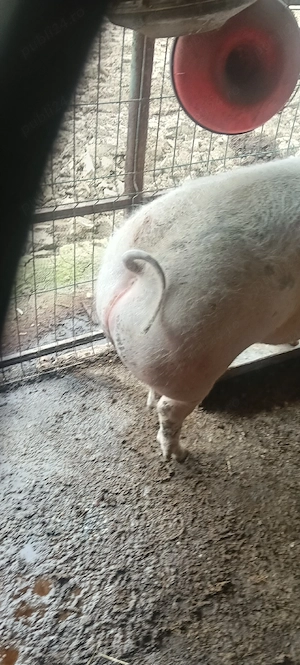 porc crescut natural  - imagine 3