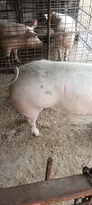 porc crescut natural  - imagine 4