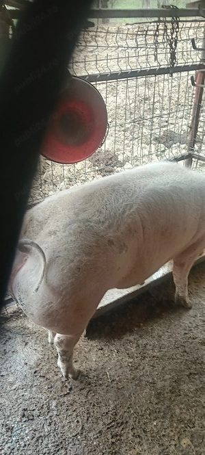 porc crescut natural 