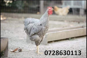 De vânzare oua și găini de casă   calitate superioară!  