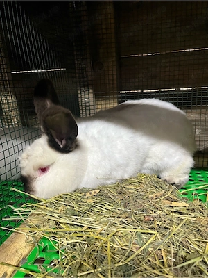 iepuri californian  - imagine 4