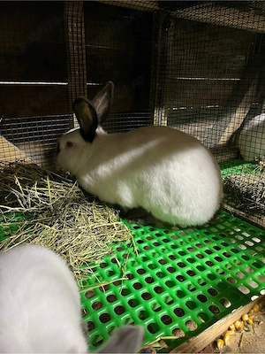 iepuri californian  - imagine 5