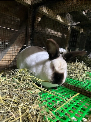 iepuri californian  - imagine 3