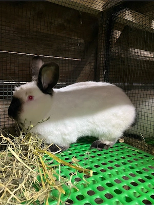 iepuri californian  - imagine 2