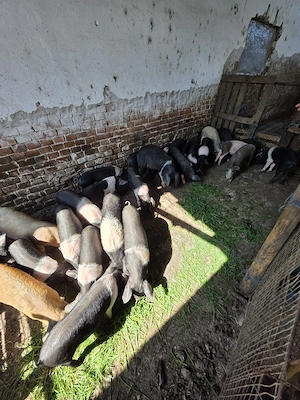 Purcei de Vanzare  - imagine 2