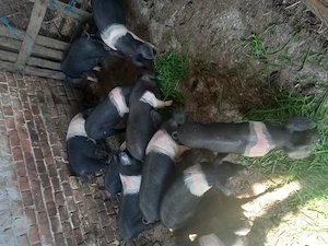 Purcei de Vanzare  - imagine 3