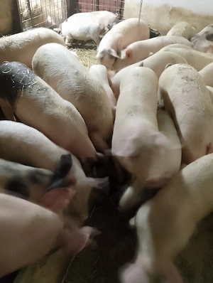 Purcei  450 lei bucata 35kg-50kg - imagine 2