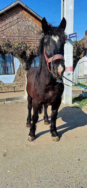 Van un manz de 2 ani 