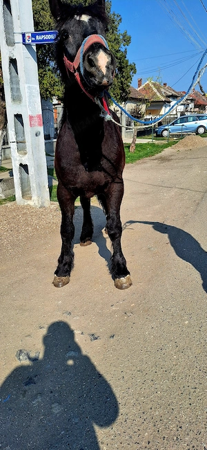 Van un manz de 2 ani  - imagine 2