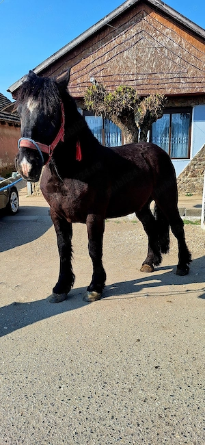 Van un manz de 2 ani  - imagine 3