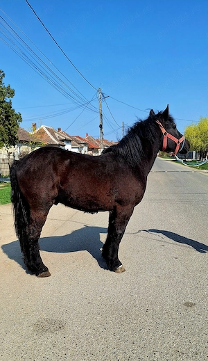 Van un manz de 2 ani  - imagine 4