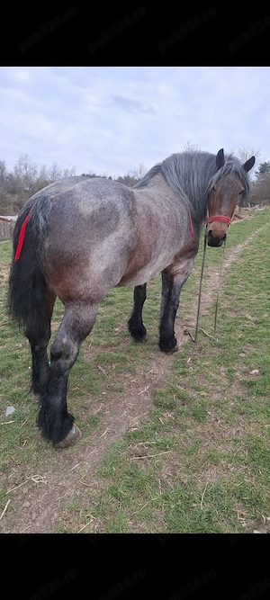 vand iapa  - imagine 3