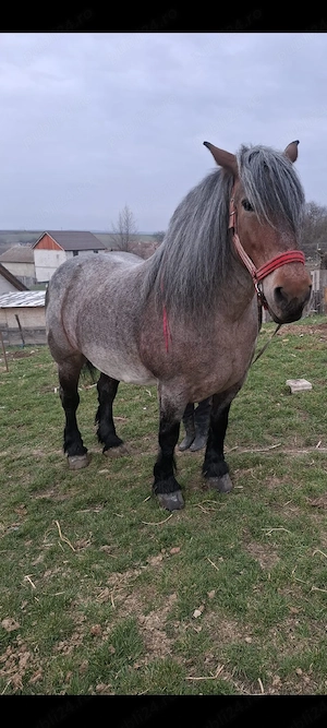 vand iapa  - imagine 5