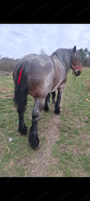 vand iapa  - imagine 4