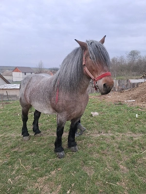 vand iapa  - imagine 2