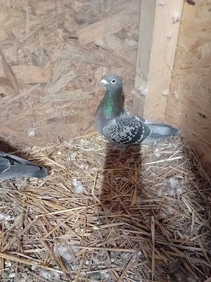 porumbei voiajori - imagine 4