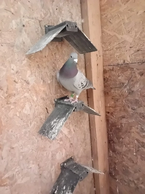 porumbei voiajori - imagine 3