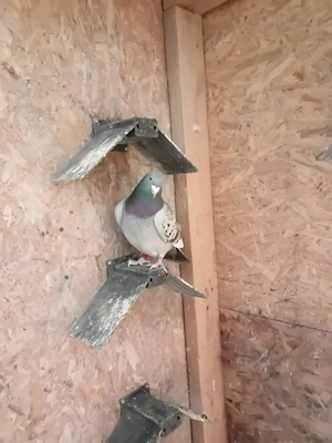 porumbei voiajori - imagine 2