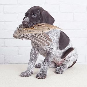 Brac German - genetică superioară - transport la nivel național 