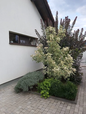 Propietar,vand casa Ghimbav - imagine 4