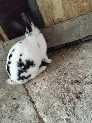 Iepurițe cu pui  - imagine 3