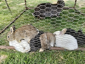 Iepurițe cu pui  - imagine 4