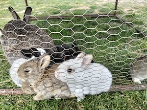 Iepurițe cu pui  - imagine 2