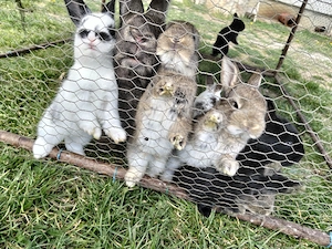 Iepurițe cu pui  - imagine 5