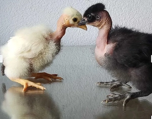 Pui Gat Golas de Transilvania