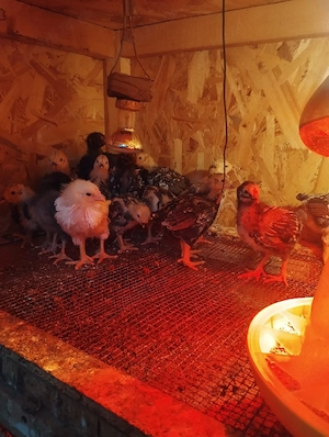 vand pui de rasa - imagine 2