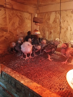 vand pui de rasa - imagine 4