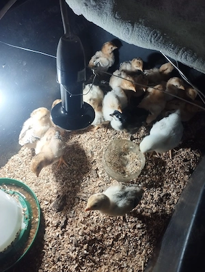 vand pui de rasa - imagine 3