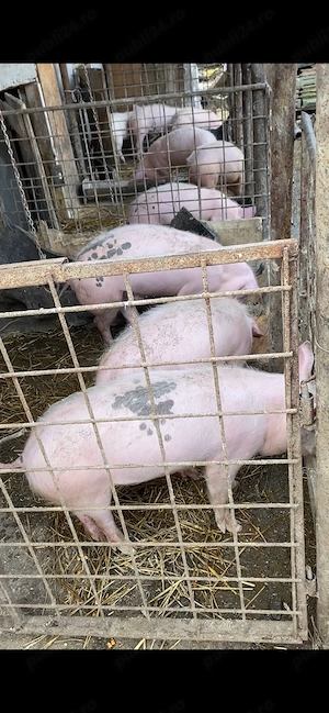 Soldani 40-50 kg 7 bucati - imagine 3