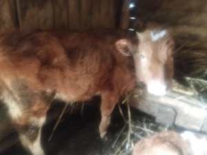 vând vitica mai multe detalii la telefon  - imagine 2