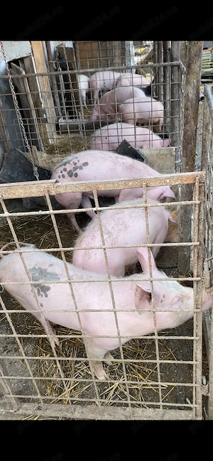 Soldani 40-50 kg 7 bucati