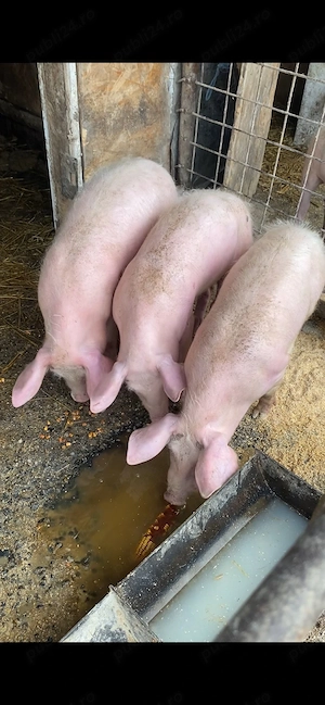 Soldani 40-50 kg 7 bucati - imagine 2