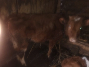 vând vitica mai multe detalii la telefon 