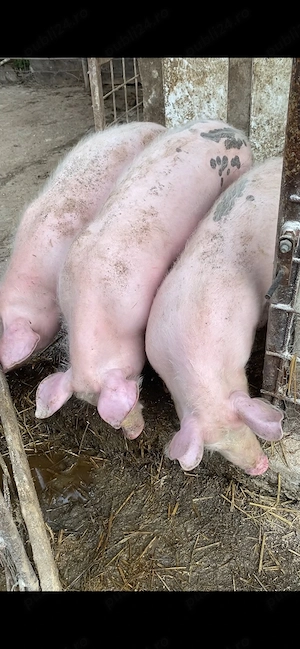 Soldani 40-50 kg 7 bucati - imagine 4