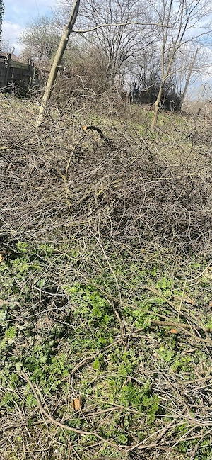 Buna ziua cre gute pentru foc gratis 